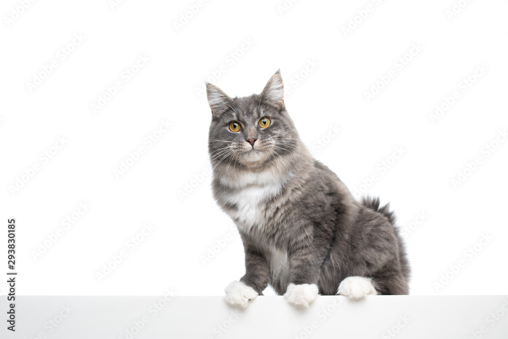 Obraz premium blue tabby white maine coon cat leaning on white banner in front of studio background with copy space looking at camera