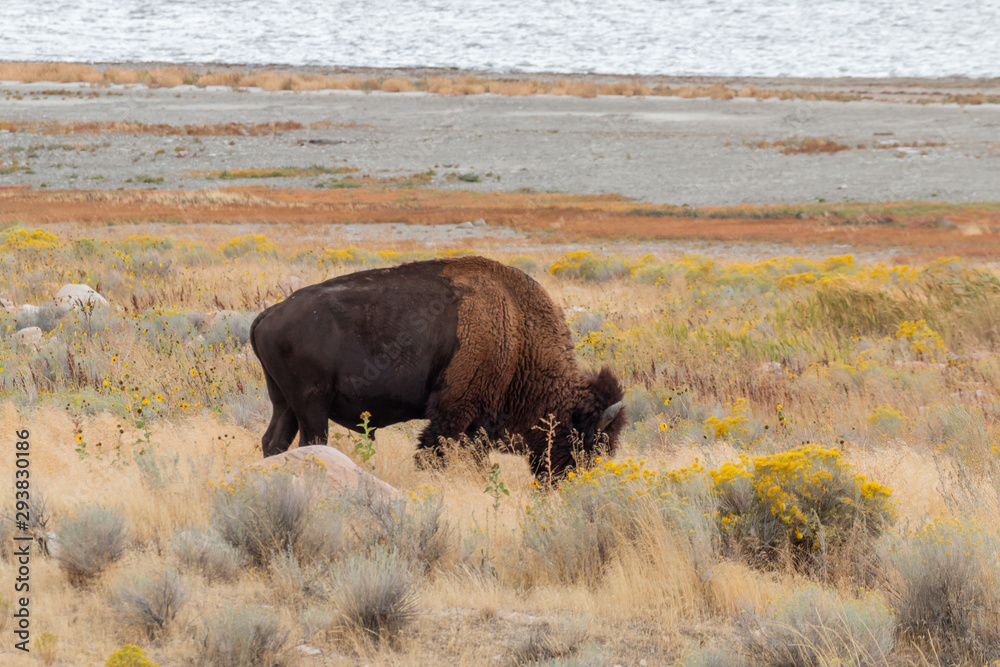 Bull Bison on Antelope Island Utah in Autumn Bull Bison on Antelope Island Utah in Autumn