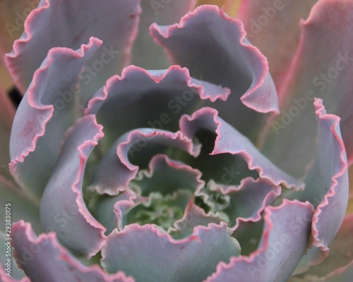 Purple Pearl Cactus photo