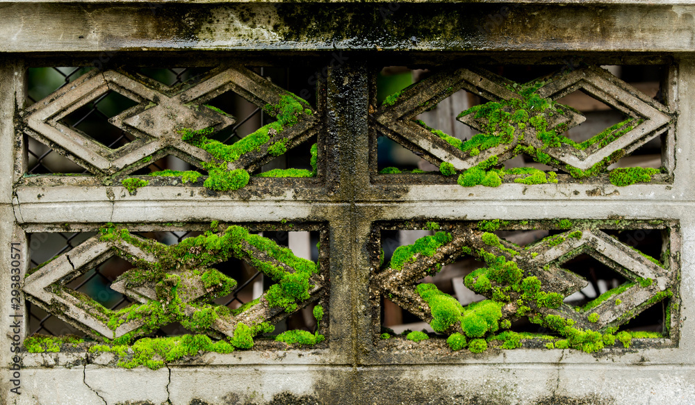 The algae moss of the old concrete fence The algae moss of the old concrete fence