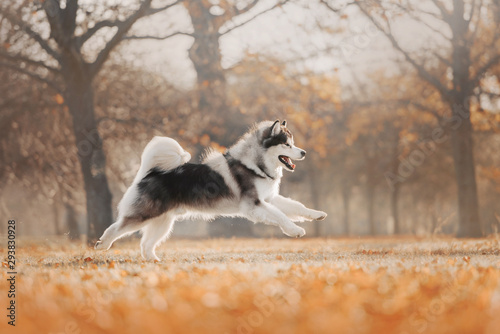 Malamute dog running on autumn's trees background photo