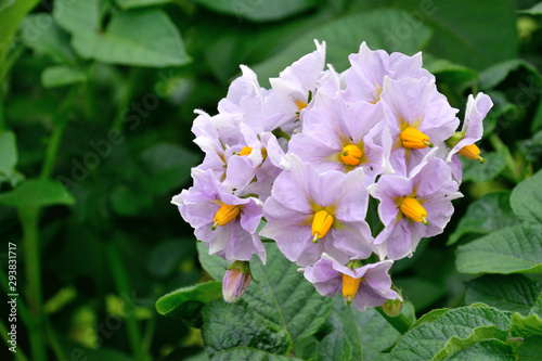 Flower of Poteto - Solanum tuberosum. photo