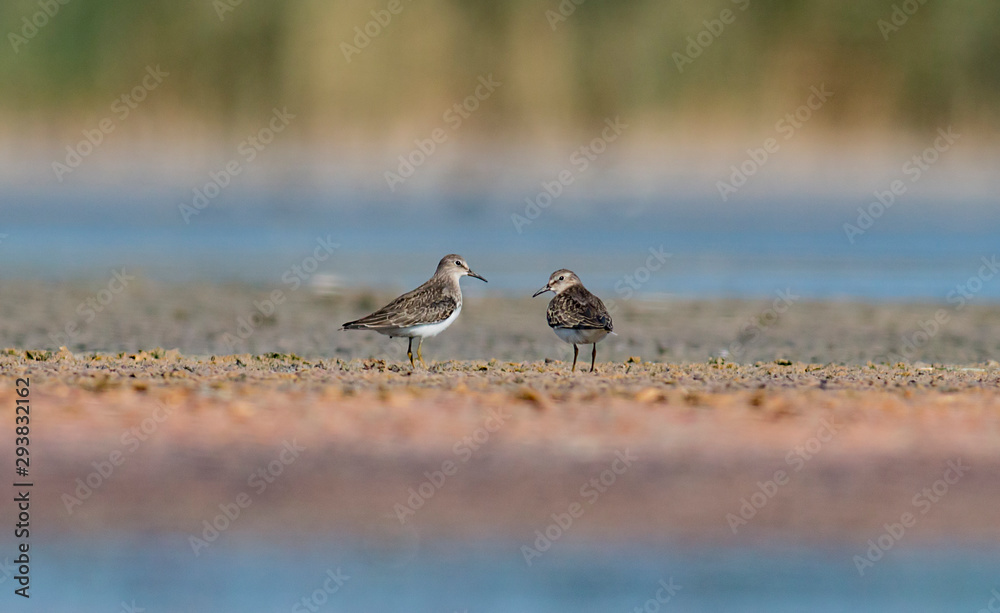 Temminck's stint sitting on the ground Temminck's stint sitting on the ground