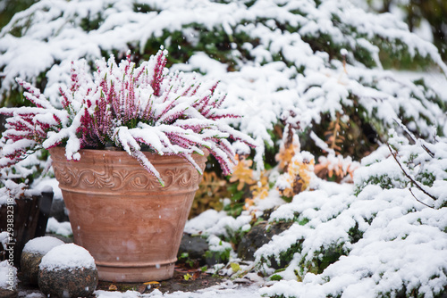 Fototapeta Naklejka Na Ścianę i Meble -  Common heather, Calluna vulgaris, in flower pot covered with snow, evergreen juniper in the background, snowy garden in winter