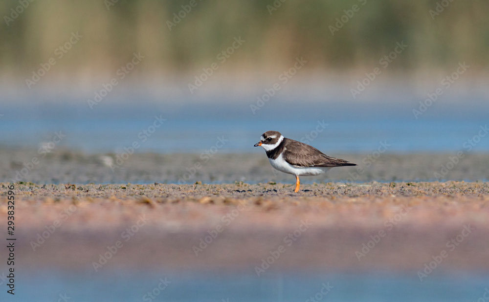 Common Ringed Plover