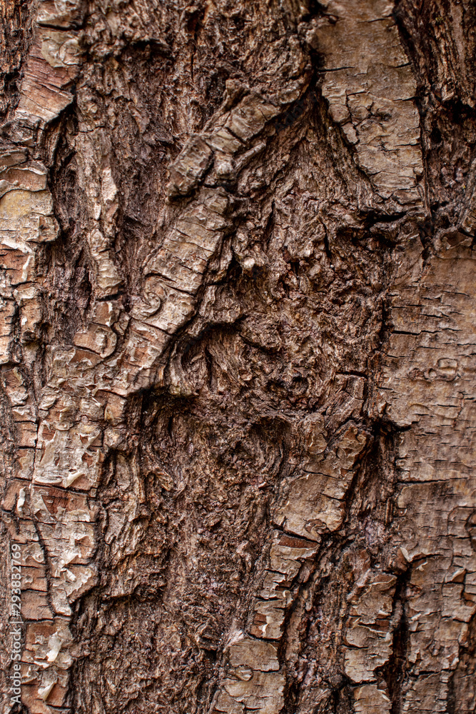 brown tree bark trunk background pattern design brown tree bark trunk background pattern design