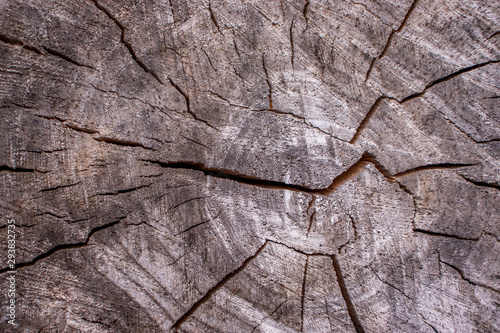 brown trunk wood cracks background pattern design