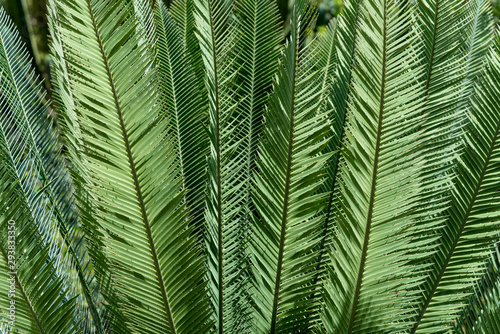 Close up of some Palm Tree Leaves