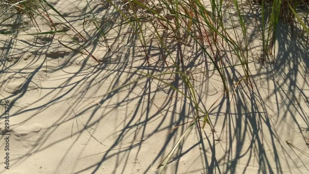 Shadows of beachgrass stems on beach sand of Liepaja Latvia, closeup Shadows of beachgrass stems on beach sand of Liepaja Latvia, closeup