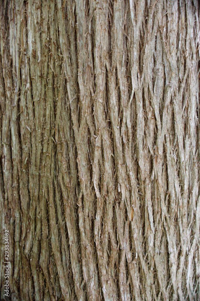 close up of cedar tree bark texture close up of cedar tree bark texture
