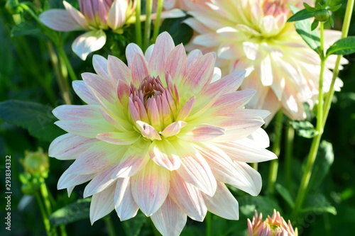 Fototapeta Naklejka Na Ścianę i Meble -  pink dahlia flower in garden with strong sun in the morning                                                                                   