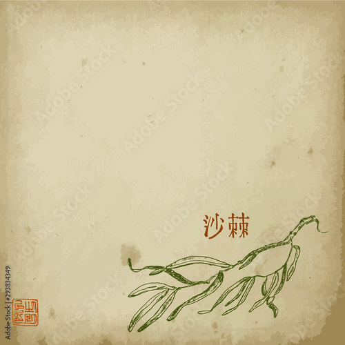 Virginia creeper plant branch with leaves sketch hand drawn vector illustration with hyeroglyph. Oriental ink painting sumi-e, u-sin, go-hua. Hieroglyph Virginia creeper on old paper.