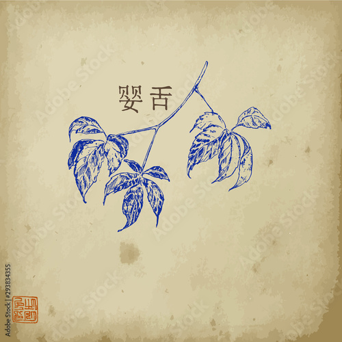 Virginia creeper plant branch with leaves sketch hand drawn vector illustration with hyeroglyph. Oriental ink painting sumi-e, u-sin, go-hua. Hieroglyph Virginia creeper on old paper.