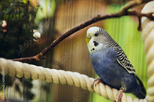 Wellensittiche sitzen im Vogelkäfig draußen photo