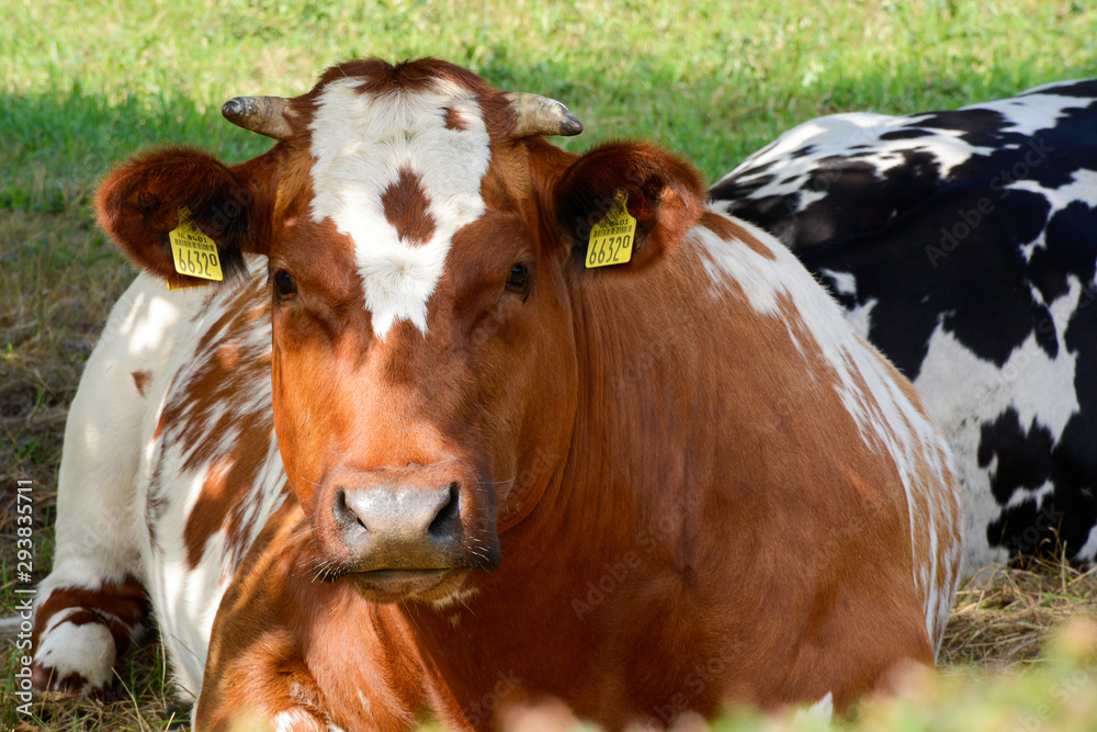 Red with white looking dutch cow lying in meadow. Red with white looking dutch cow lying in meadow.