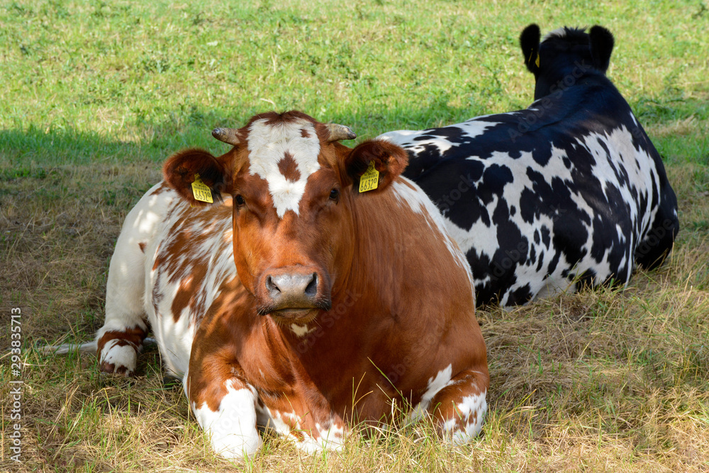 Red with white looking dutch cow lying in meadow. Black and white cow behind her