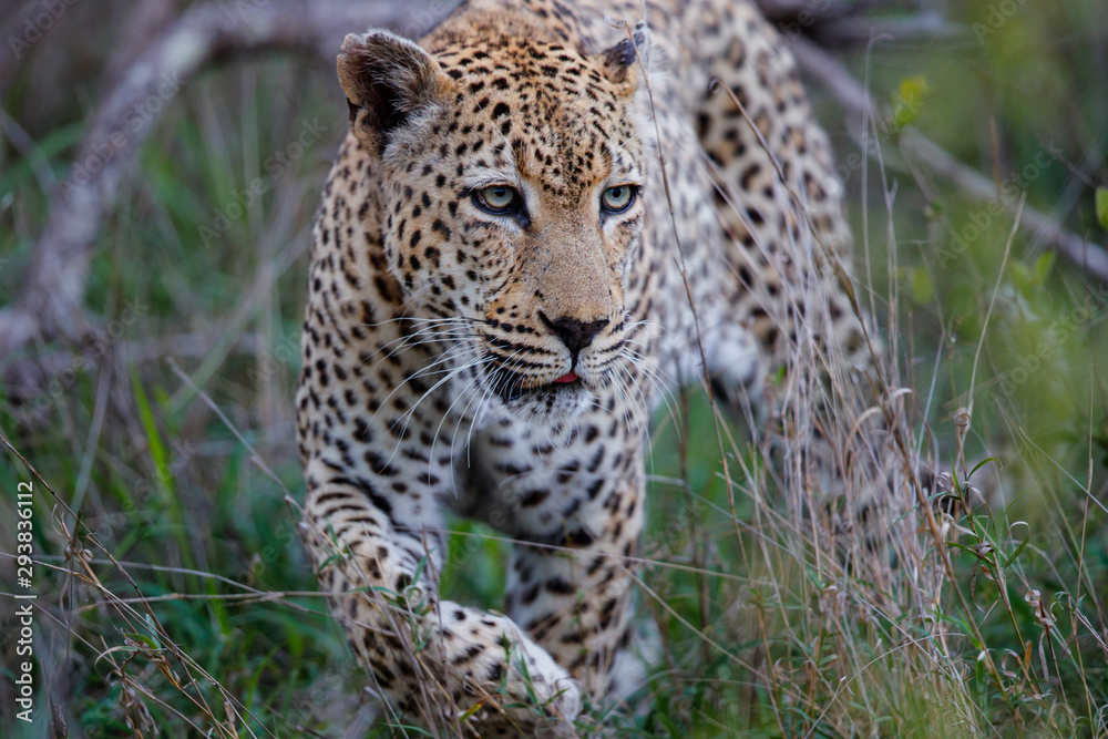Leopard - old male - on the hunt in Sabi Sands Game Reserve in the Greater Kruger Region in South Africa Leopard - old male - on the hunt in Sabi Sands Game Reserve in the Greater Kruger Region in South Africa