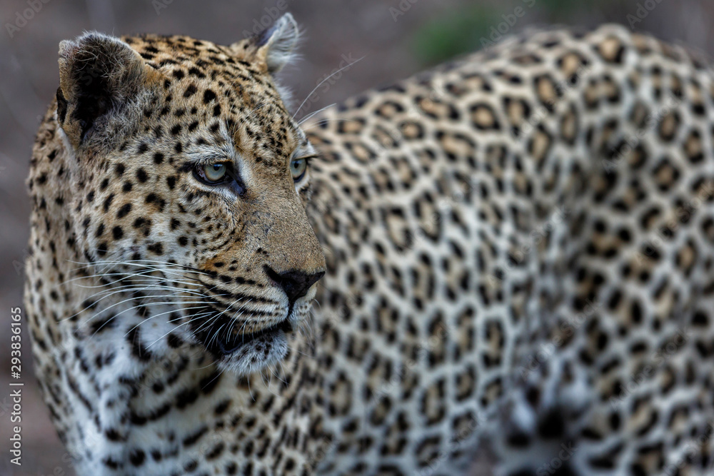 Leopard - old male - on the hunt in Sabi Sands Game Reserve in the Greater Kruger Region in South Africa Leopard - old male - on the hunt in Sabi Sands Game Reserve in the Greater Kruger Region in South Africa