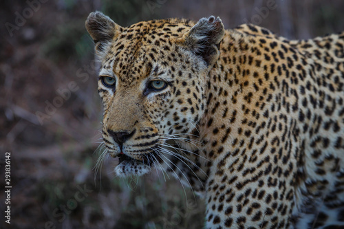 Leopard - old male - on the hunt in Sabi Sands Game Reserve in the Greater Kruger Region in South Africa