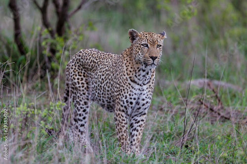 Leopard - old male - on the hunt in Sabi Sands Game Reserve in the Greater Kruger Region in South Africa