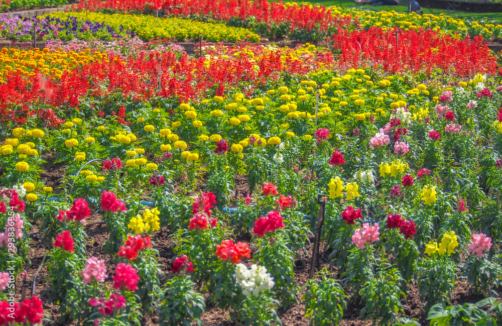 A colorful, vibrant flower garden growing up.