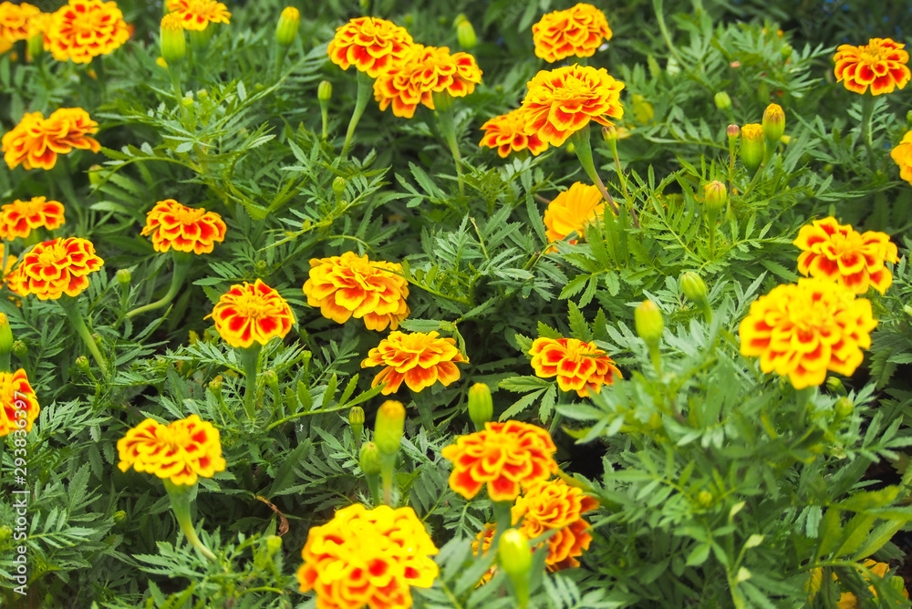 A colorful, vibrant flower garden growing up. A colorful, vibrant flower garden growing up.