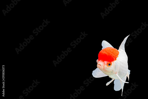 Lionhead Goldfish or Ranchu goldfish red head white body photo