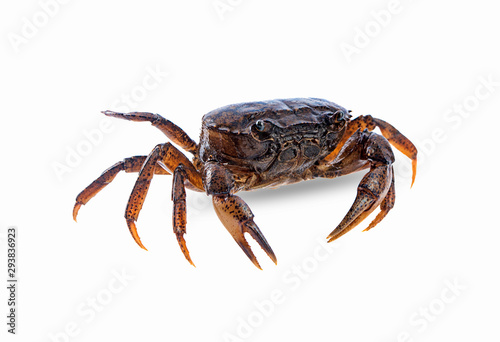 field crab isolated on a white