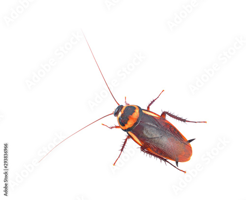 brown cockroach isolated on a white background