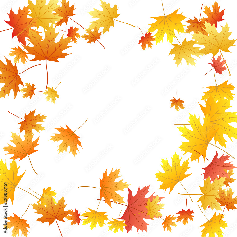Fototapeta premium Maple leaves vector background, autumn foliage on white graphic design.