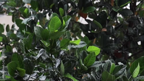 Rainy Day in Tropical. Tree Blowing by Windy. Slow Motion Shot