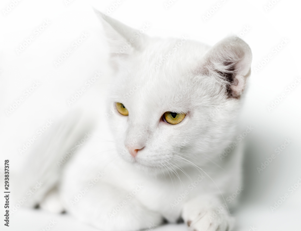 portrait of a white cat with yellow eyes close up on a light background