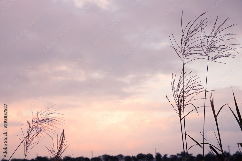 Reed and sky during sunset. Beautiful natural landscape.