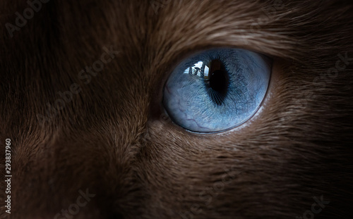 Katzenauge - Macro- blau