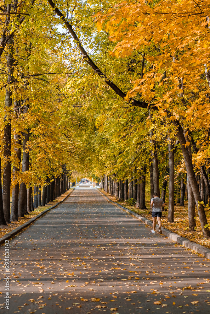 Naklejka premium Alley in a city park on a sunny autumn day. A man jogs along the alley. A carpet of colorful leaves.