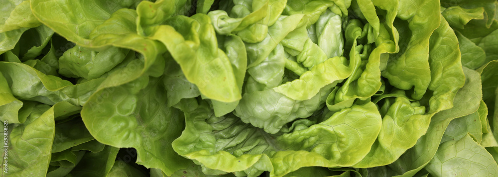 green leaves of lettuce green leaves of lettuce