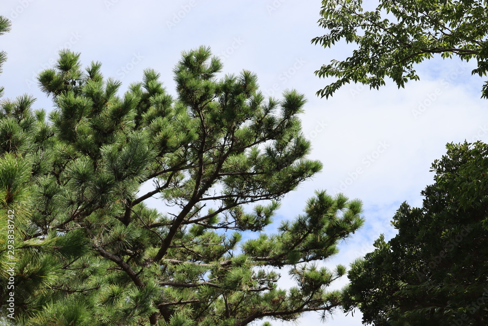 Fototapeta premium 木と空