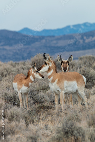 Pronghorn Antelope in the Utah Desert