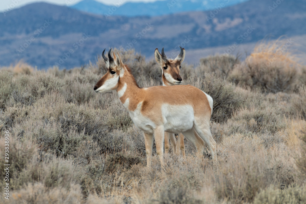 Fototapeta premium Pronghorn Antelope in the Utah Desert