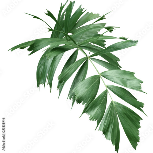 tropical green palm leave isolate on white background