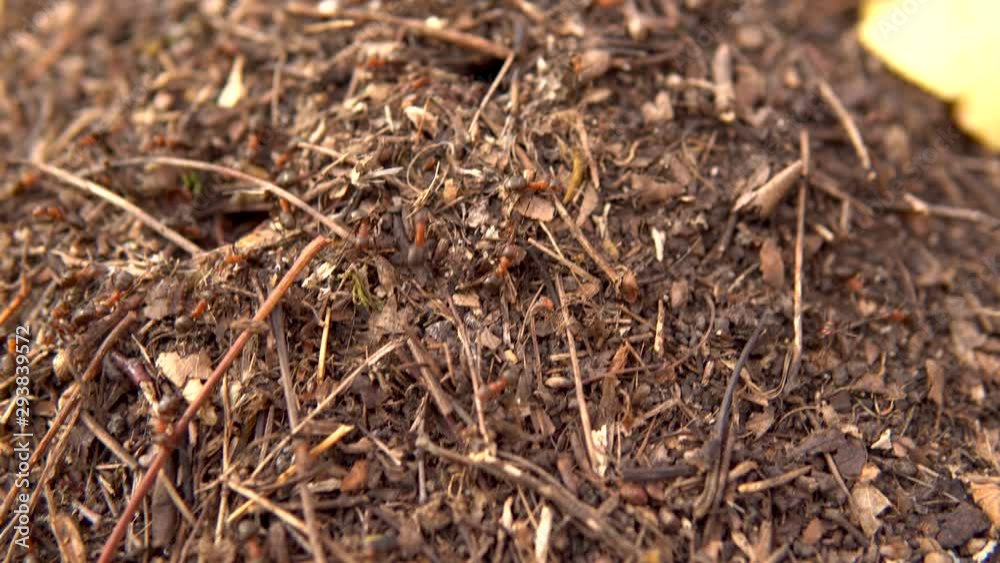 Ants running around the anthill. Wild nature. Close-up Ants running around the anthill. Wild nature. Close-up