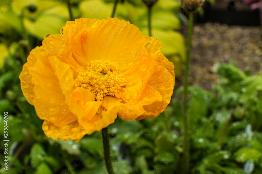 Orange California Poppy Eschscholzia californica flower head close up. Orange California Poppy Eschscholzia californica flower head close up.