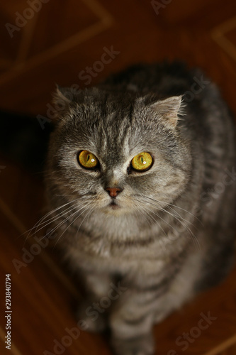 touching look cats British breed © albert