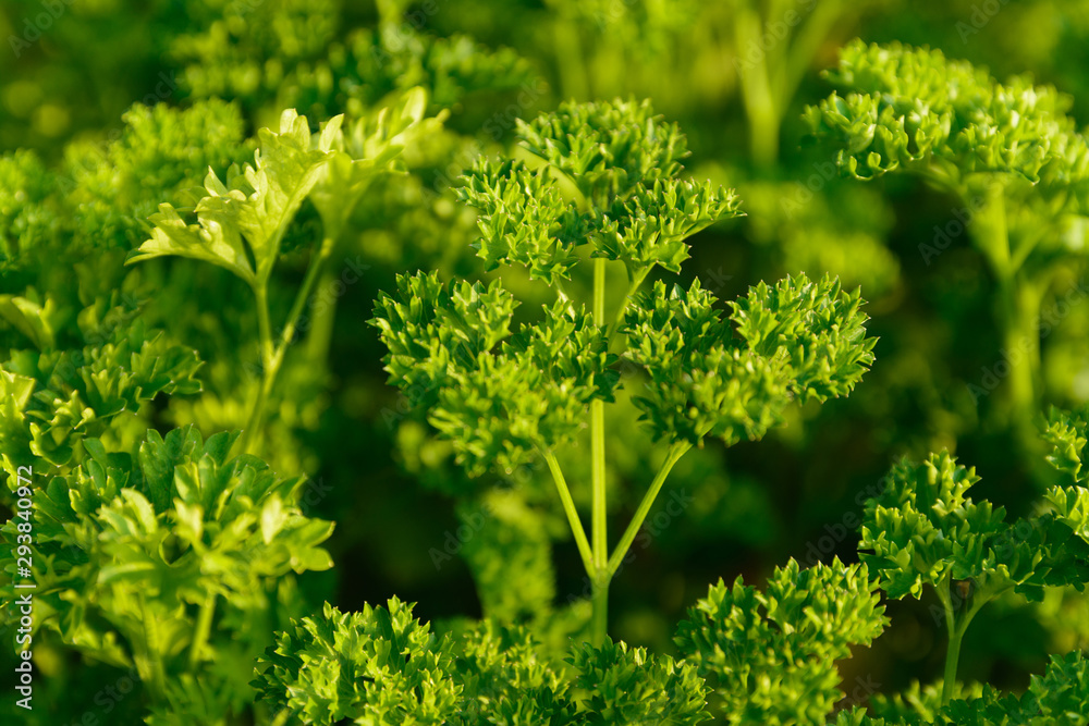 Green Parsley leaf background Green Parsley leaf background