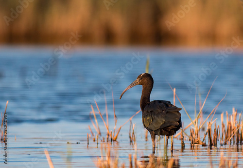 Glossy ibis hunting and portrait photo