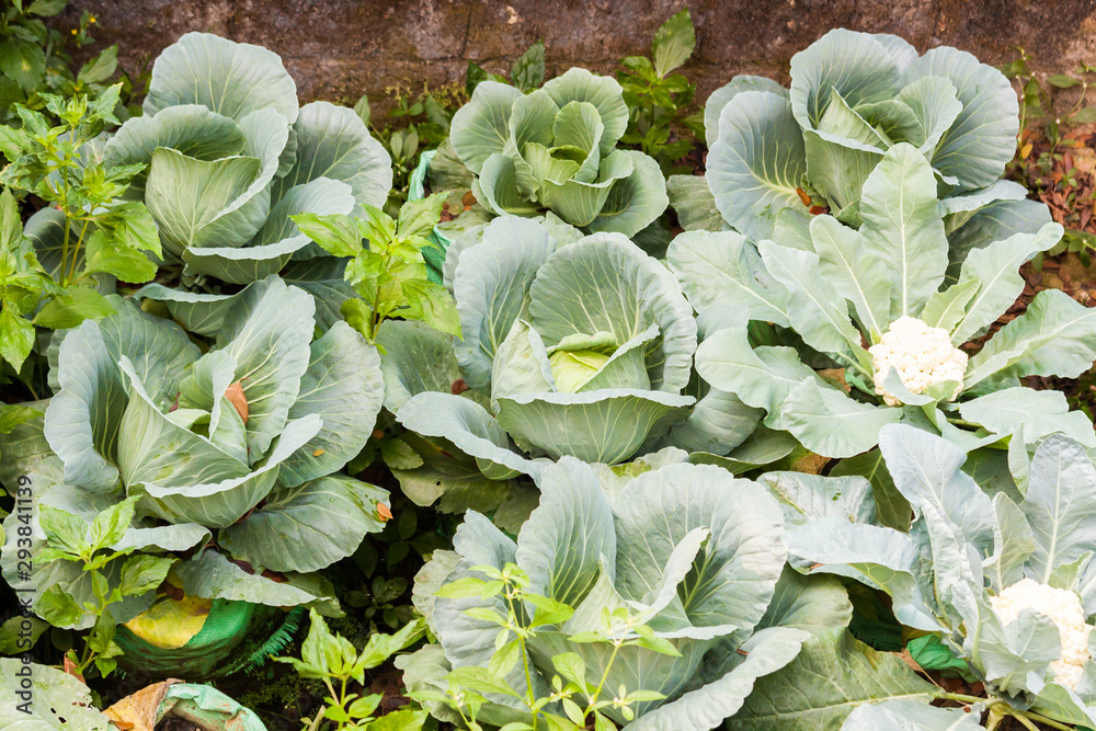 Top view of Cabbage plants  and cauliflower plants growing together in home vegetable garden in soil