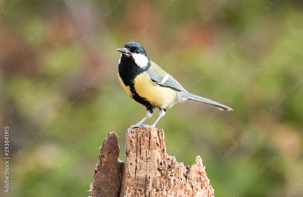 Great Tit sitting on branch Great Tit sitting on branch