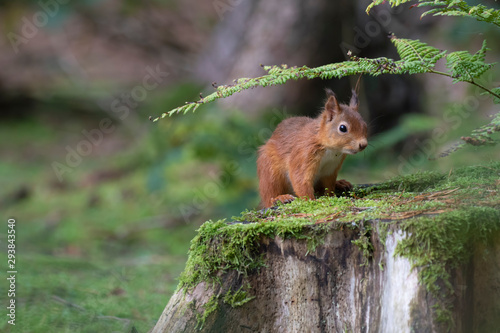 red squirrel, Sciurus vulgaris, close up portrait on pine needle forest floor and tree stump covered in moss on a sunny autumn/fall day in October, Scotland. © Paul