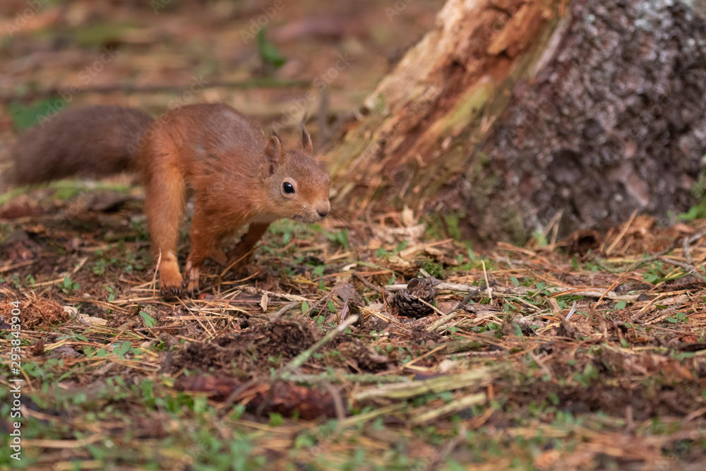 red squirrel, Sciurus vulgaris, on a sunny day running/leaping above a pine needle forest floor during autumn/fall in Scotland. red squirrel, Sciurus vulgaris, on a sunny day running/leaping above a pine needle forest floor during autumn/fall in Scotland.