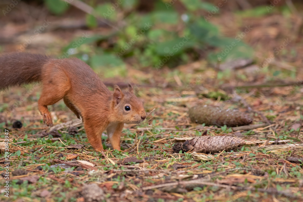 red squirrel, Sciurus vulgaris, on a sunny day running/leaping above a pine needle forest floor during autumn/fall in Scotland. red squirrel, Sciurus vulgaris, on a sunny day running/leaping above a pine needle forest floor during autumn/fall in Scotland.
